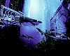 Chayan021.gif