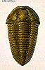 Whelan336.jpg