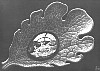 escher002.gif